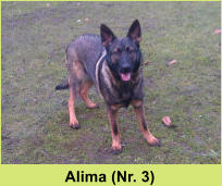 Alima (Nr. 3)