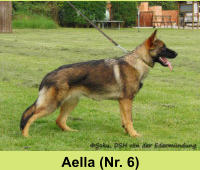 Aella (Nr. 6)