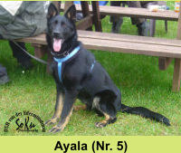 Ayala (Nr. 5)