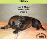 Bilbo