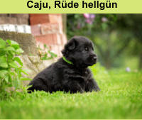 Caju, Rüde hellgün