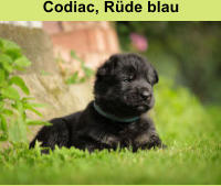 Codiac, Rüde blau