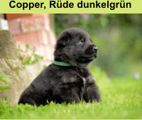 Copper, Rüde dunkelgrün