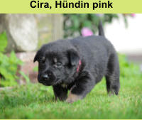 Cira, Hündin pink