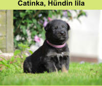 Catinka, Hündin lila