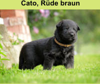 Cato, Rüde braun