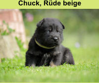 Chuck, Rüde beige