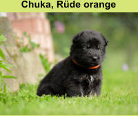 Chuka, Rüde orange