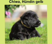 Chiwa, Hündin gelb