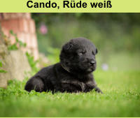 Cando, Rüde weiß