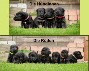 Die Hündinnen Die Rüden