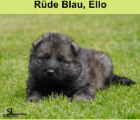 Rüde Blau, Ello