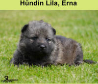 Hündin Lila, Erna