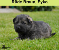 Rüde Braun, Eyko