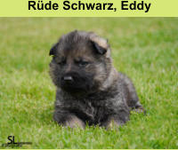 Rüde Schwarz, Eddy