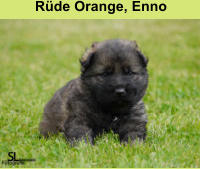 Rüde Orange, Enno