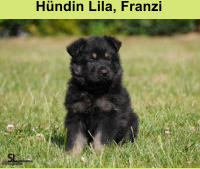 Hündin Lila, Franzi