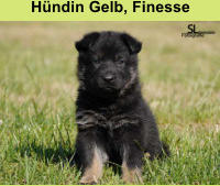 Hündin Gelb, Finesse