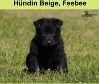 Hündin Beige, Feebee