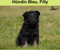 Hündin Blau, Filly