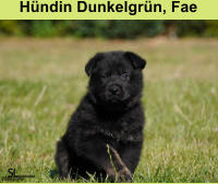 Hündin Dunkelgrün, Fae