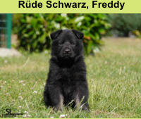 Rüde Schwarz, Freddy