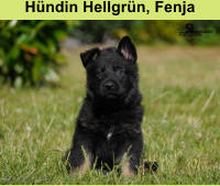 Hündin Hellgrün, Fenja